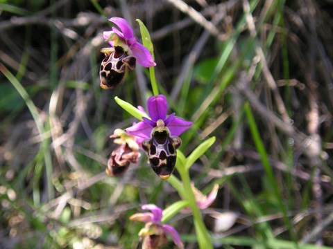 ophrys