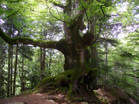  sylvothérapie cevennes